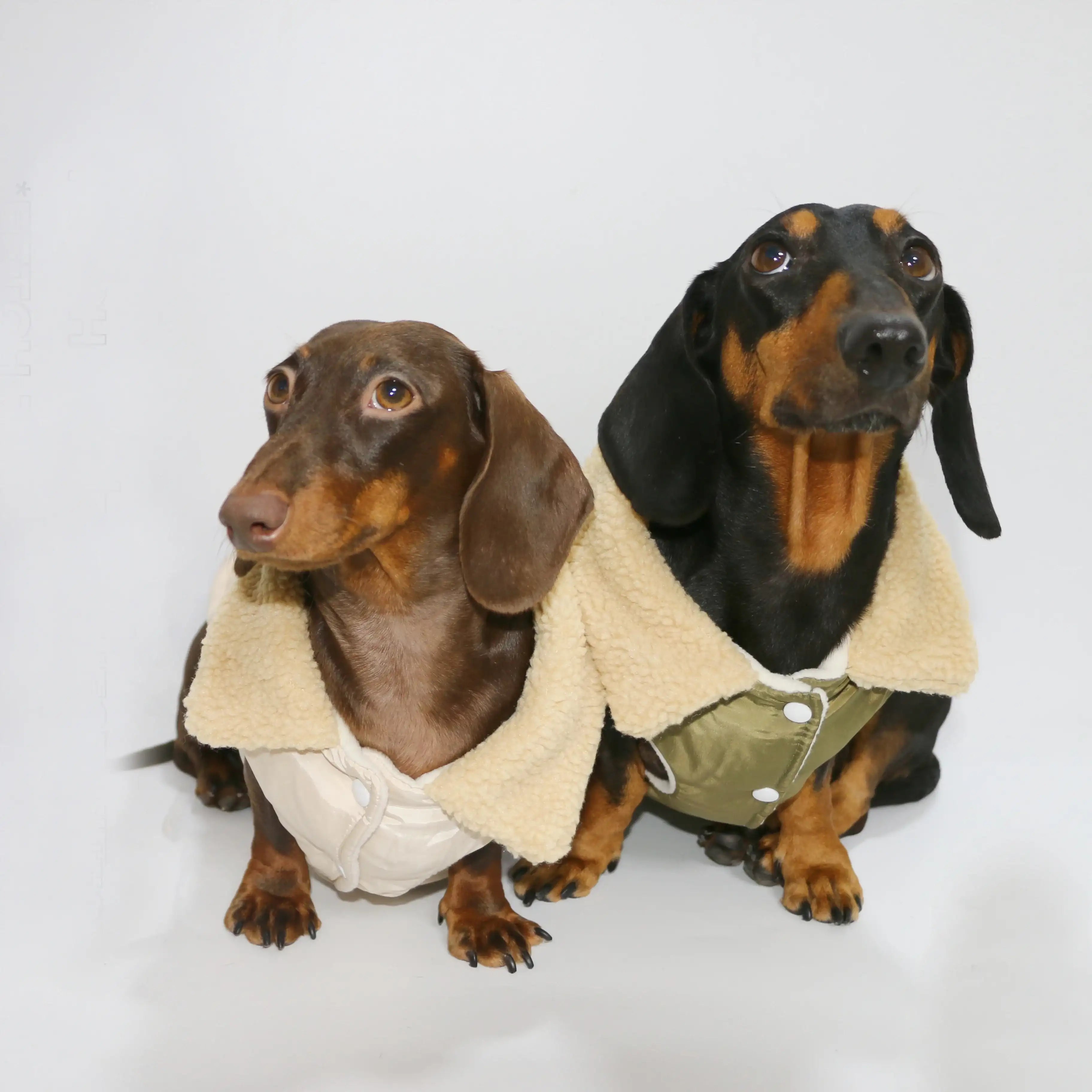 Manteau Teckel Pour Confort Optimal