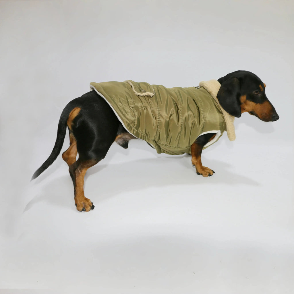 Manteau Teckel Pour Confort Optimal