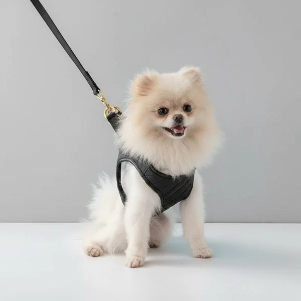 Harnais Et Laisse Réglable Pour Petit Chien
