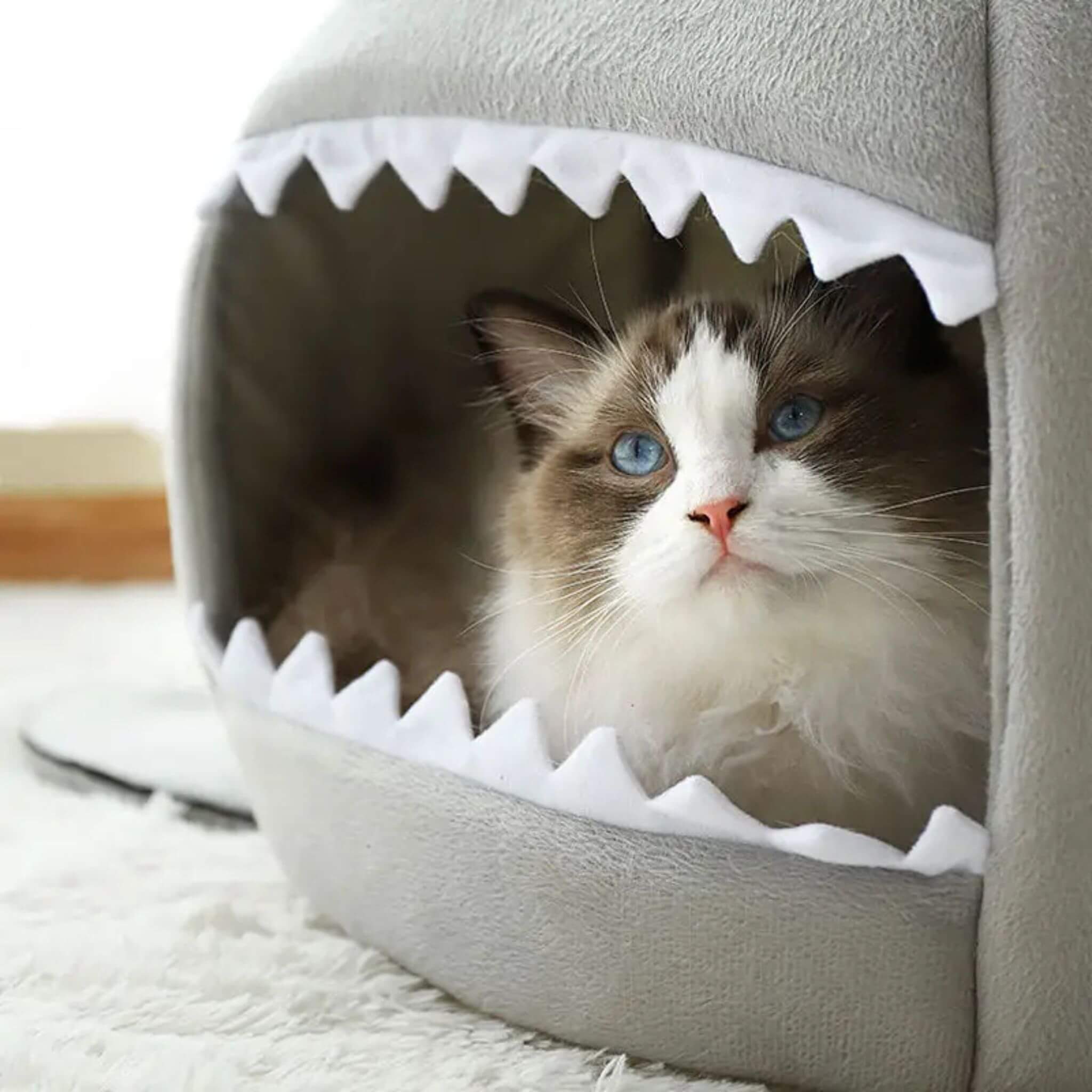 niche chat | Sharknook