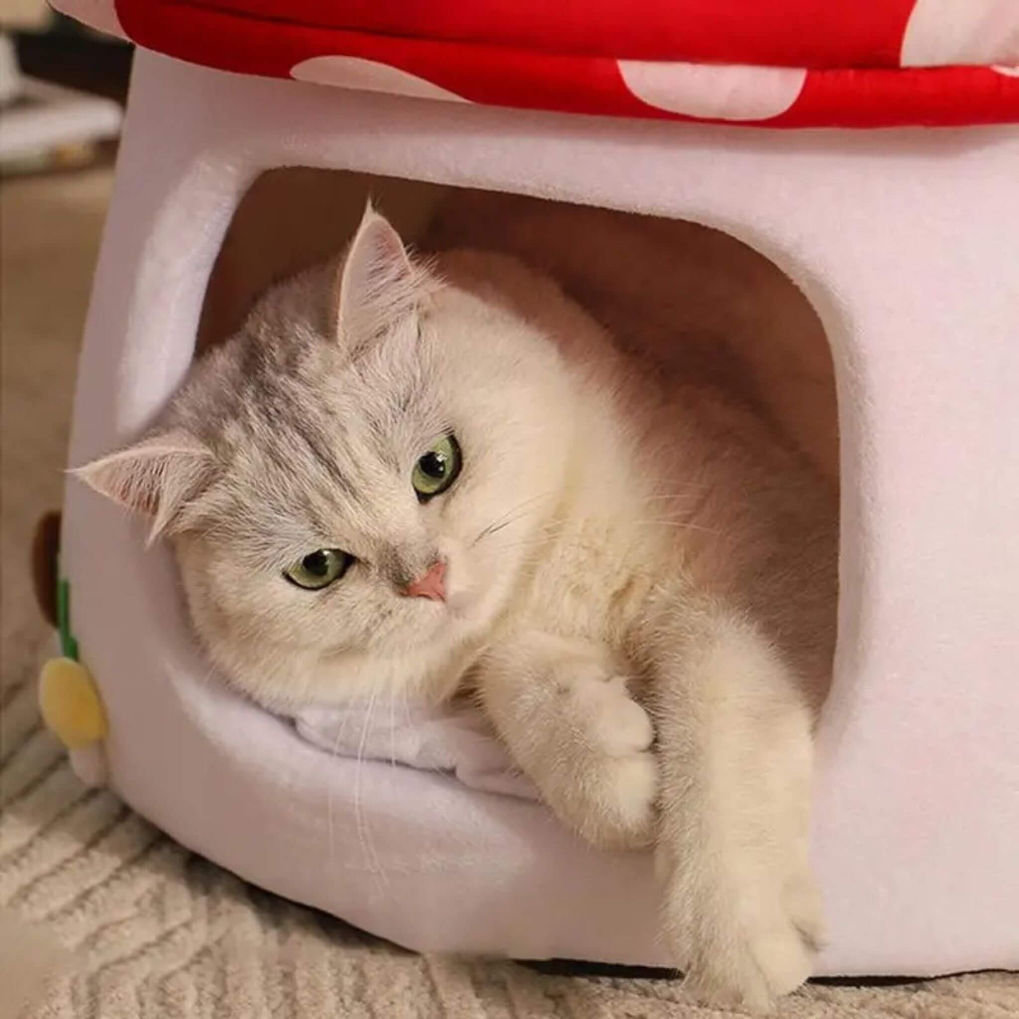 Niche pour chat intérieur Champignon