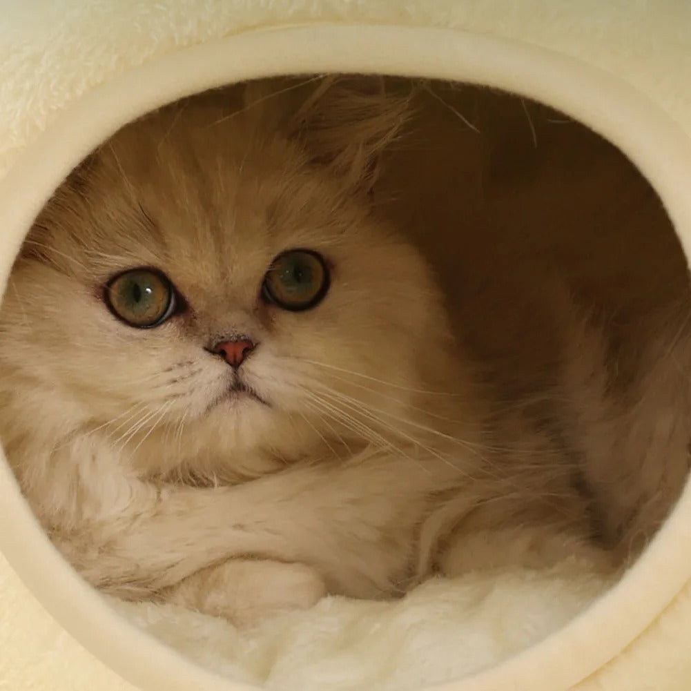 niche pour chat | NICHE FROG CAT