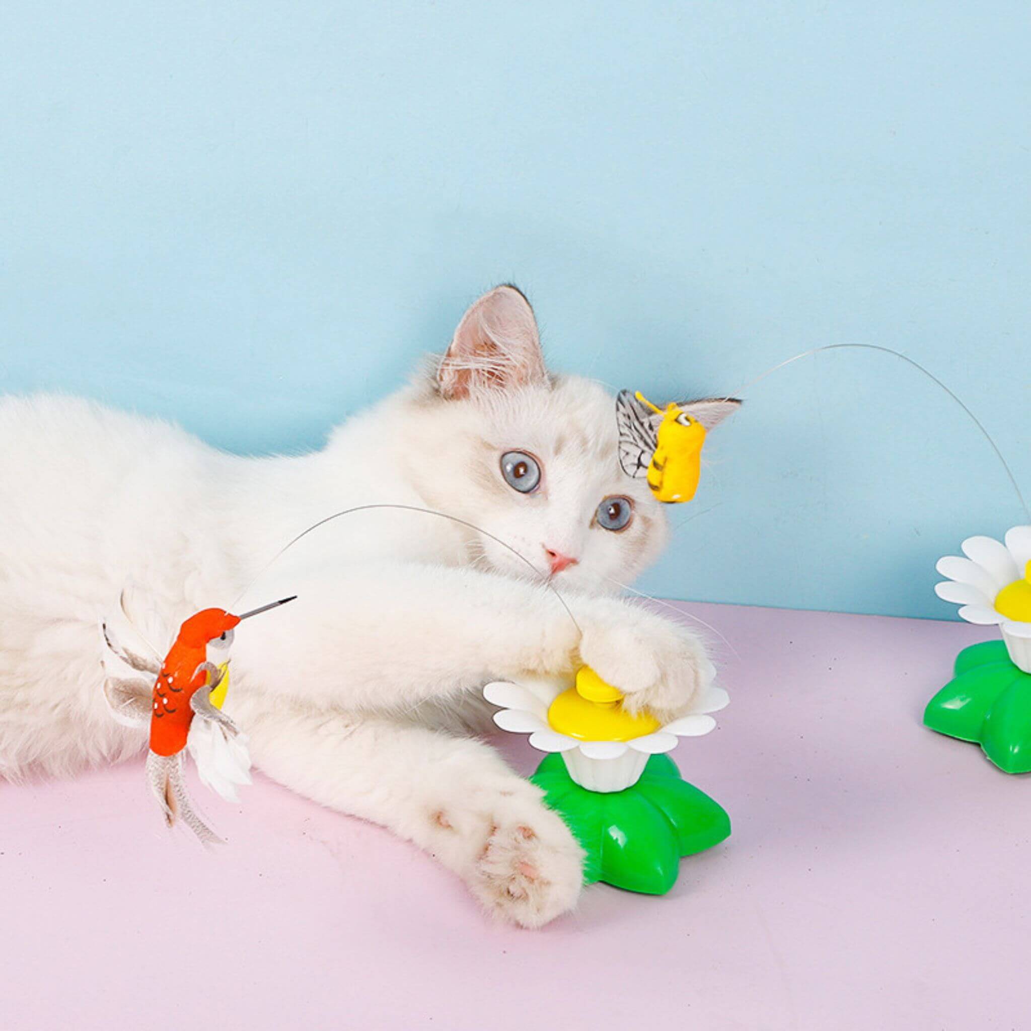 oiseau volant pour chat | Ballet d’Oiseau