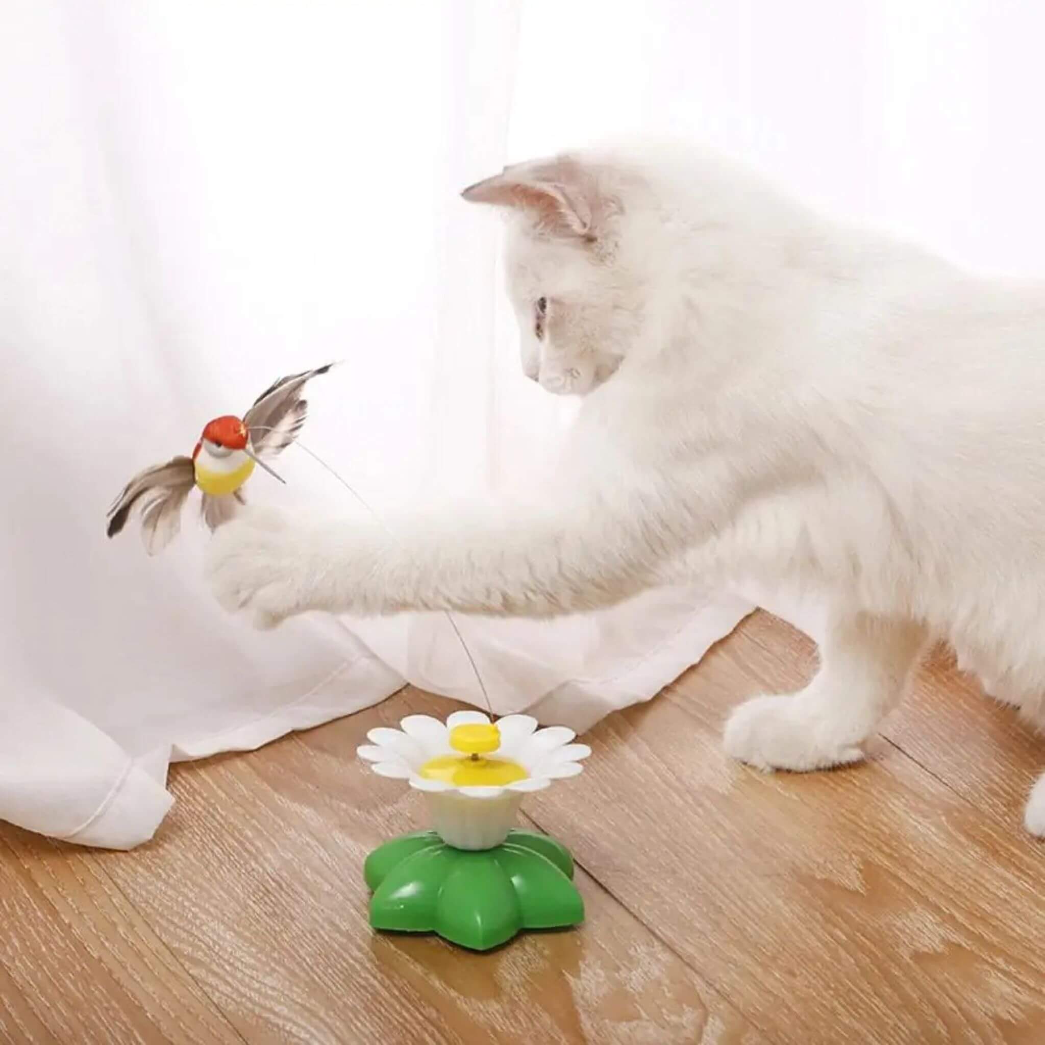 oiseau volant pour chat | Ballet d’Oiseau