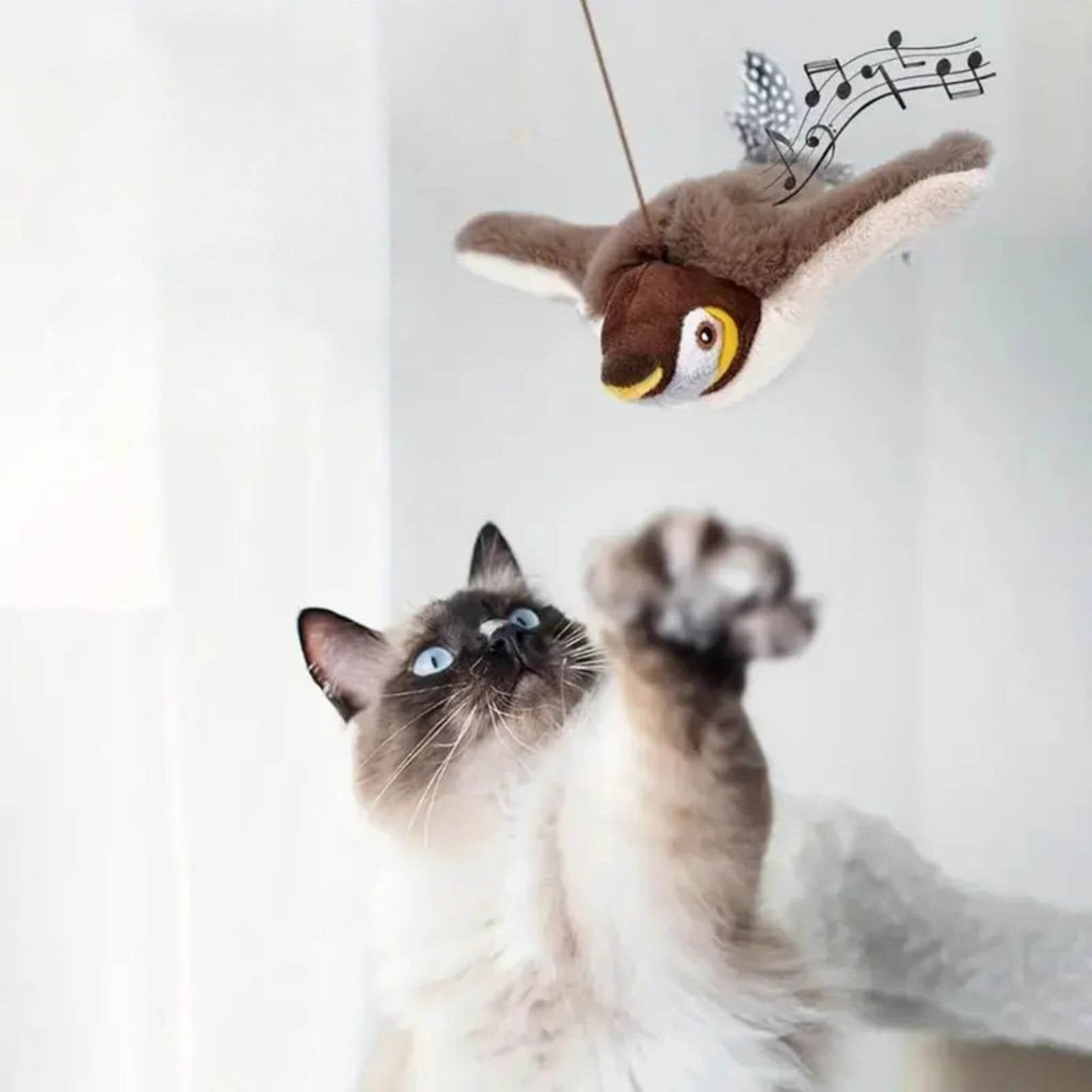 oiseau volant pour chat | Aile de plaisir