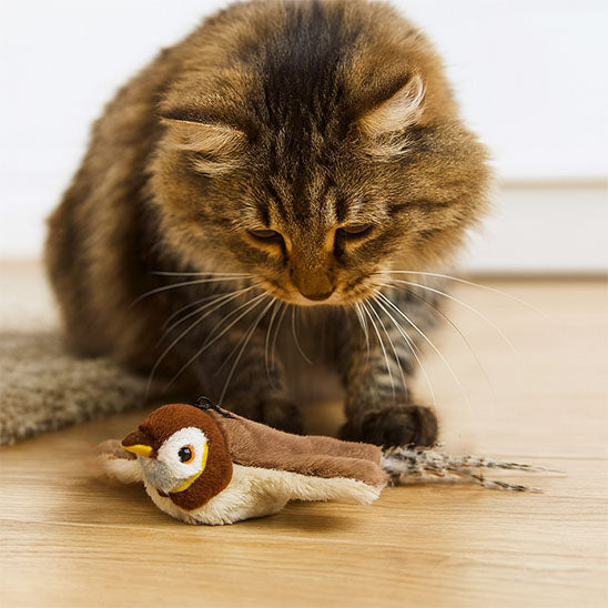 oiseau volant pour chat | Aile de plaisir