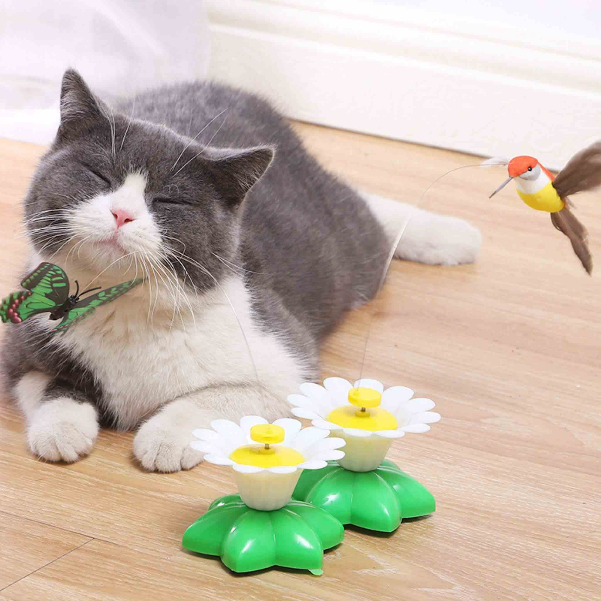 oiseau volant pour chat | Ballet d’Oiseau