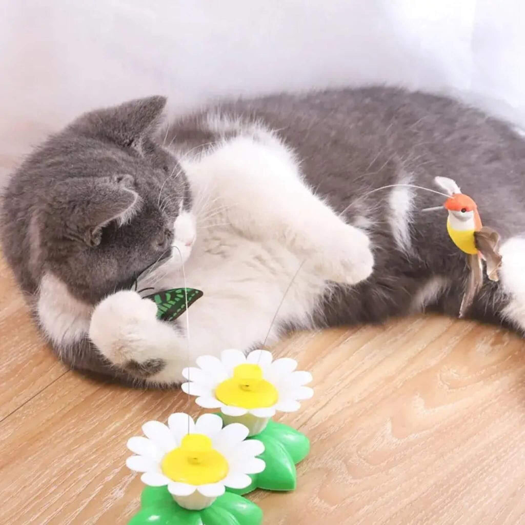 oiseau volant pour chat | Ballet d’Oiseau