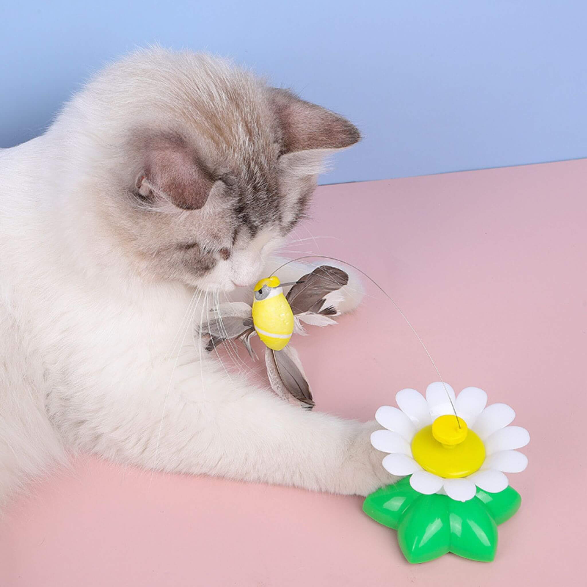 oiseau volant pour chat | Ballet d’Oiseau