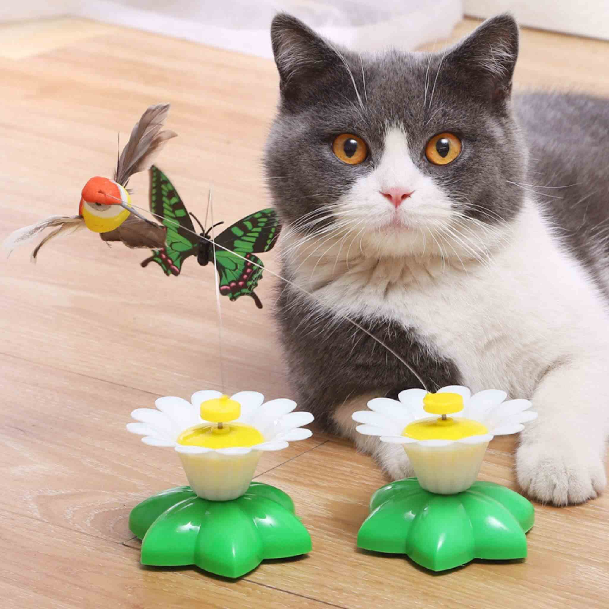 oiseau volant pour chat | Ballet d’Oiseau