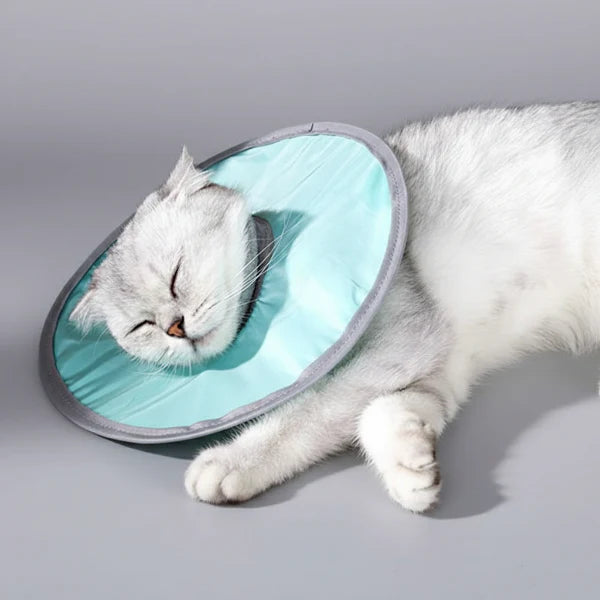 Collerette waterproof pour chat : conseil et protection