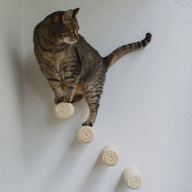 Marches murales pour chat - Escalade design mural