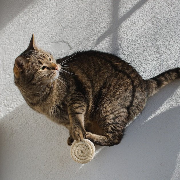 Marches murales pour chat - Escalade design mural