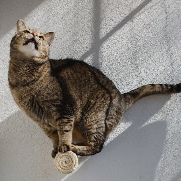 Marches murales pour chat - Escalade design mural