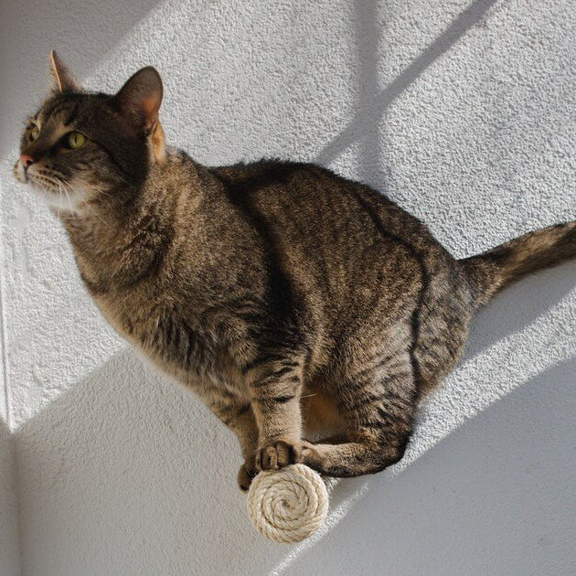 Marches murales pour chat - Escalade design mural