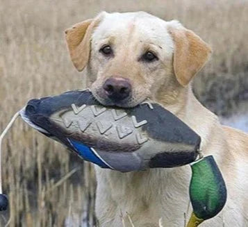 Jouet Chien Résistant Canard Design