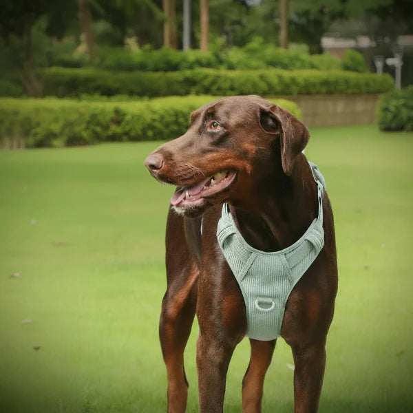 Harnais Velours Confort Et Résistant Pour Chien