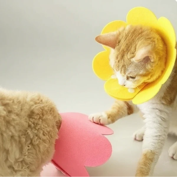Collerette de protection en feutrine pour chat