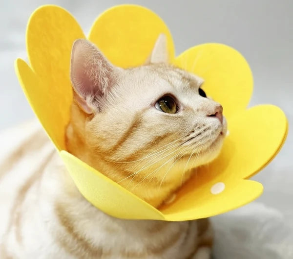 Collerette de protection en feutrine pour chat
