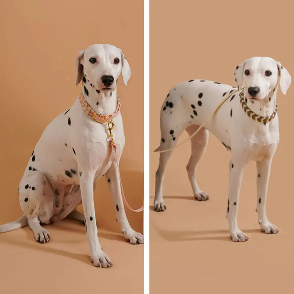 Collier Elégant En Fil Tressé Pour Chien