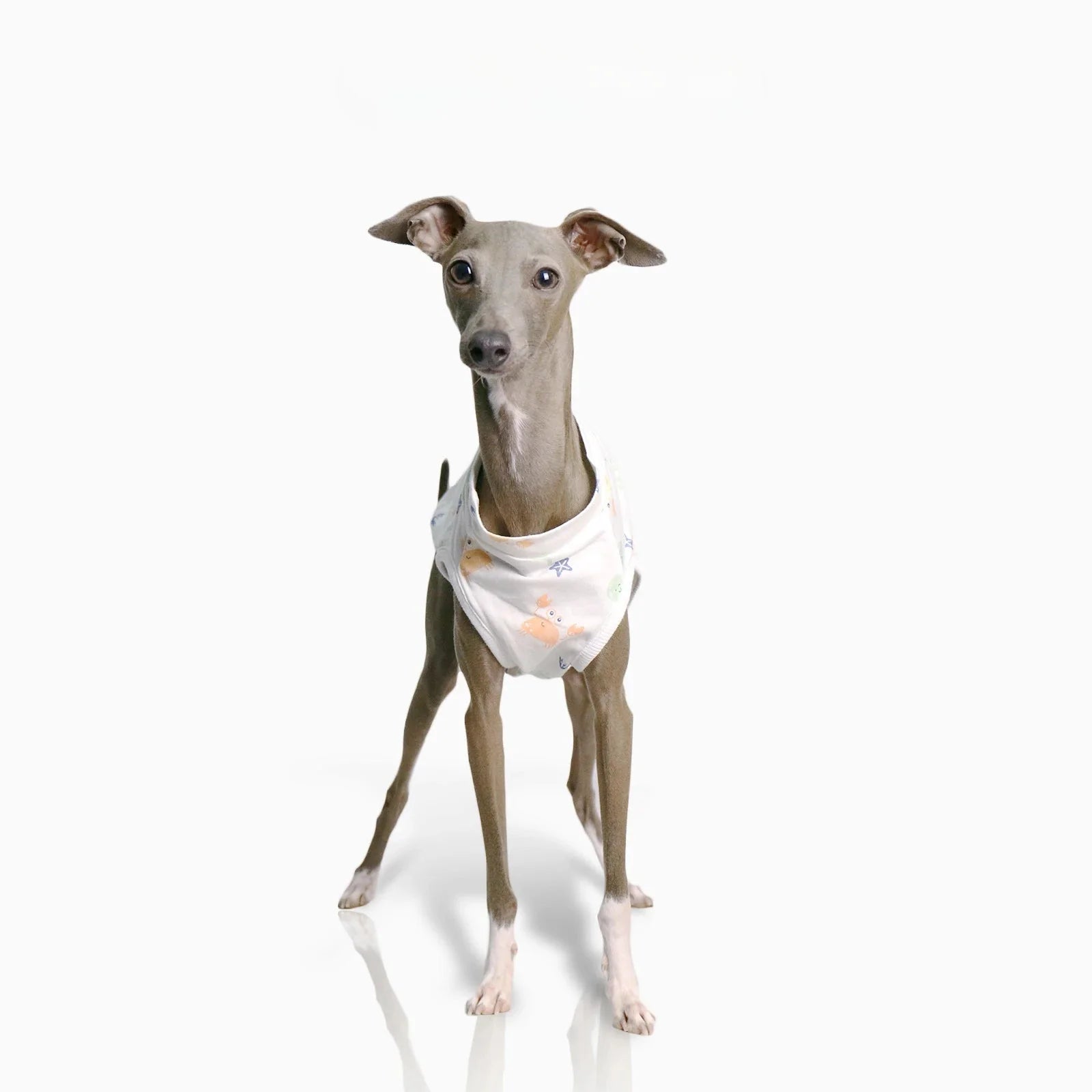 T-shirt Doux Pour Lévrier Et Whippet