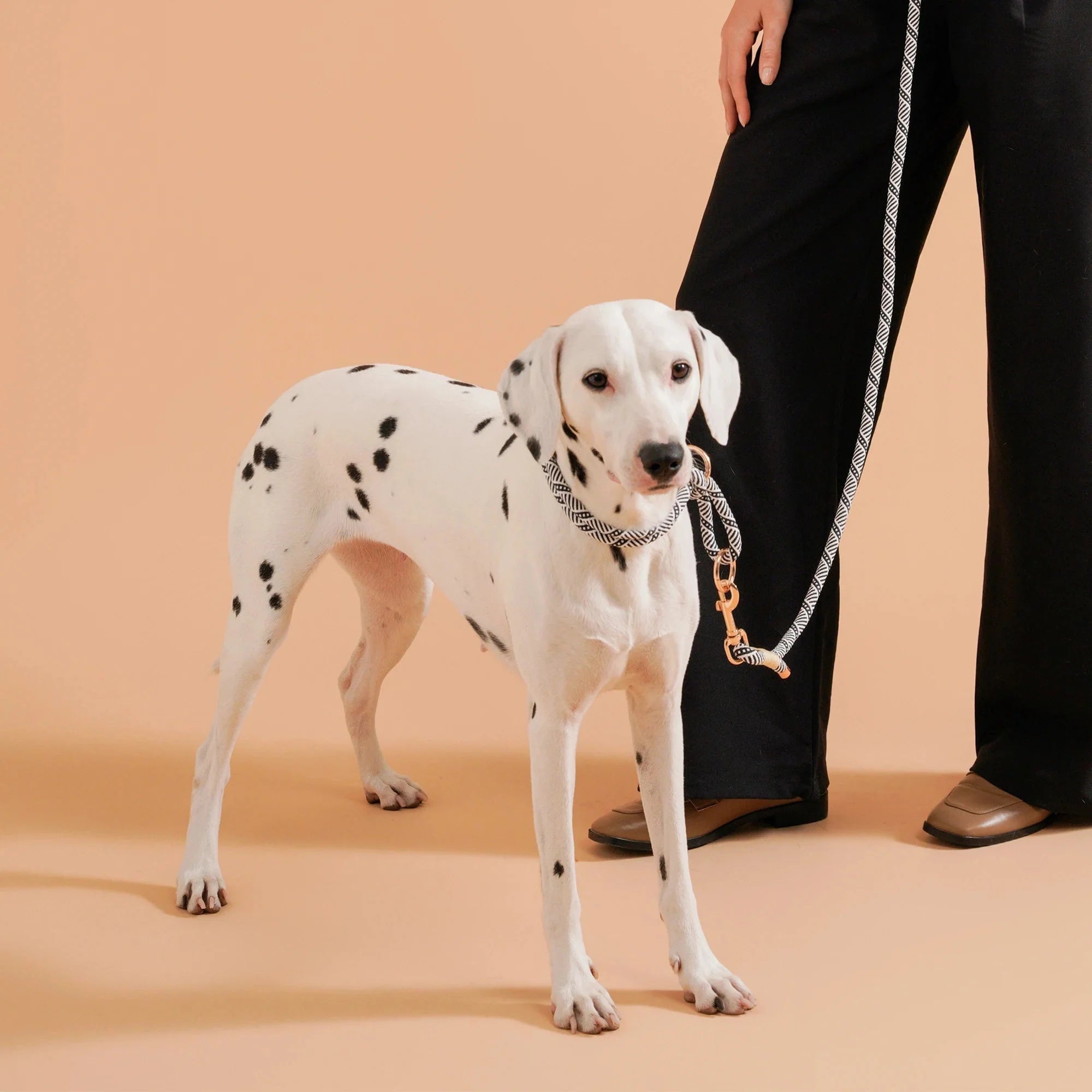 Collier Réglable Coulissant En Nylon Pour Chien