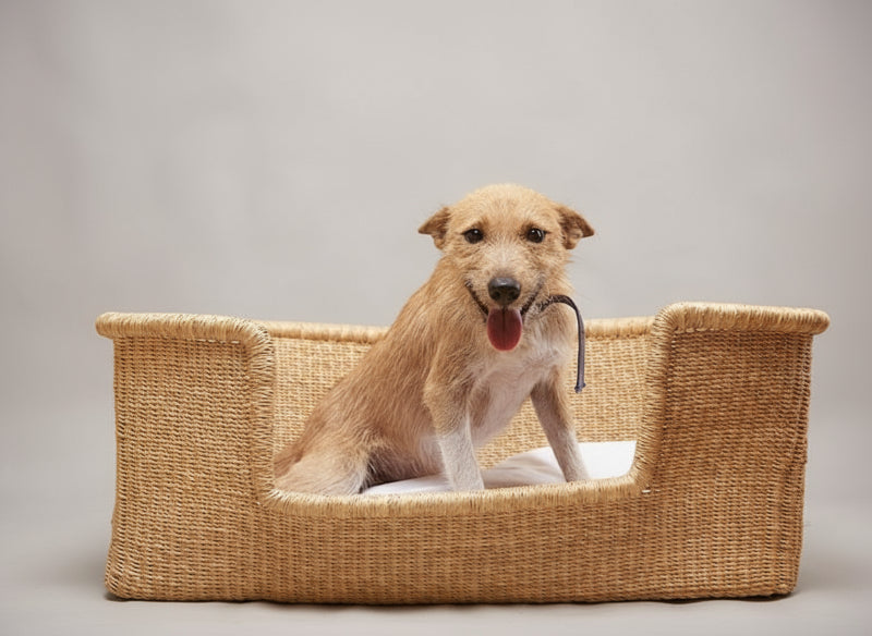 Panier artisanal pour chien avec un chien heureux sur un fond jaune vif