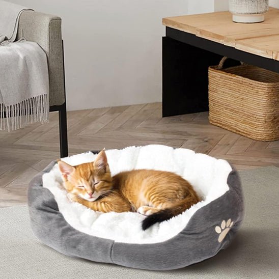 panier chat patte