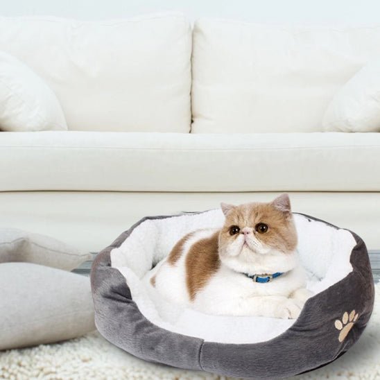panier chat patte