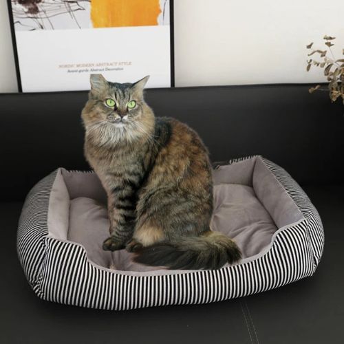 panier chat rayé