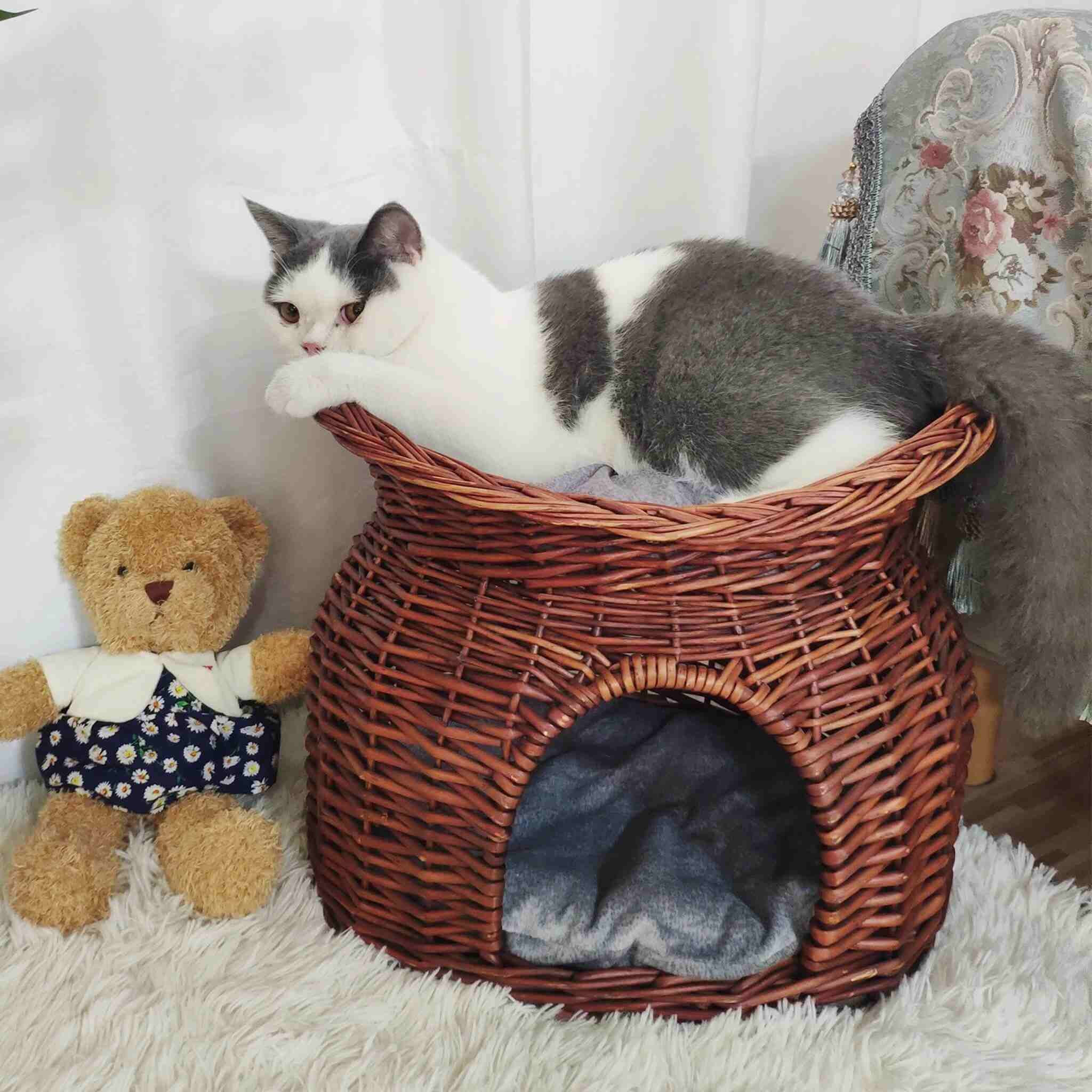panier osier chat  | Rêve en Osier
