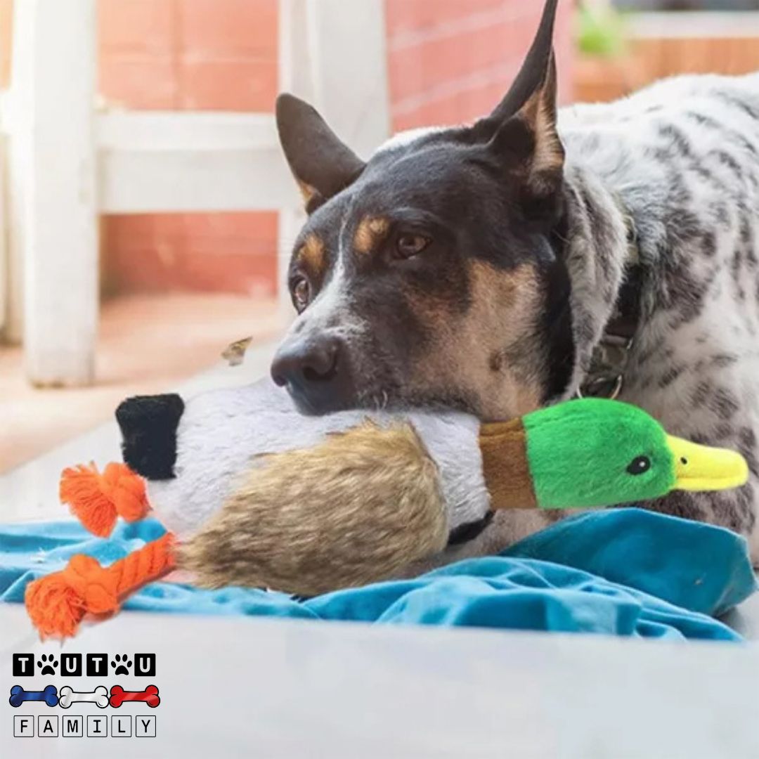 Peluche pour chien - CoinToutou™