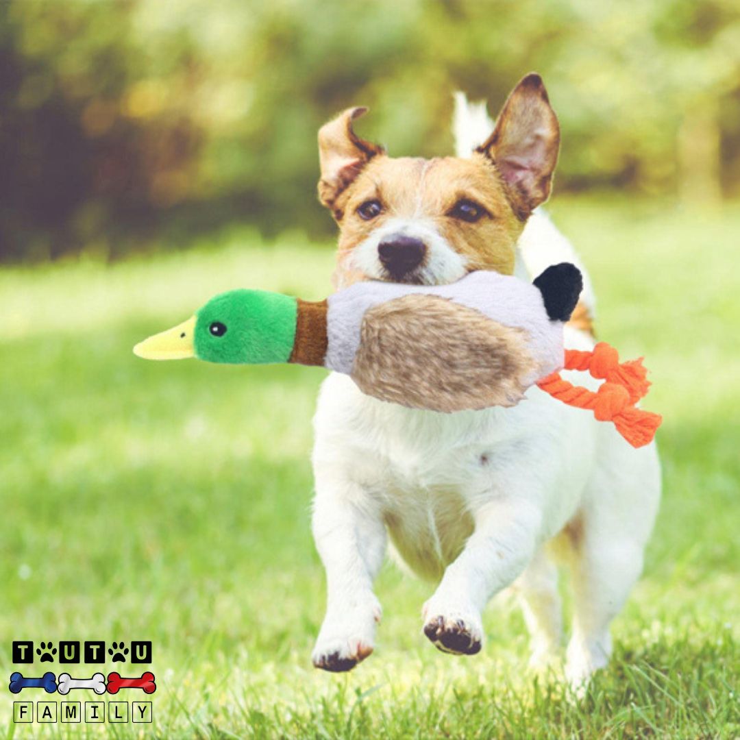 Peluche pour chien - CoinToutou™