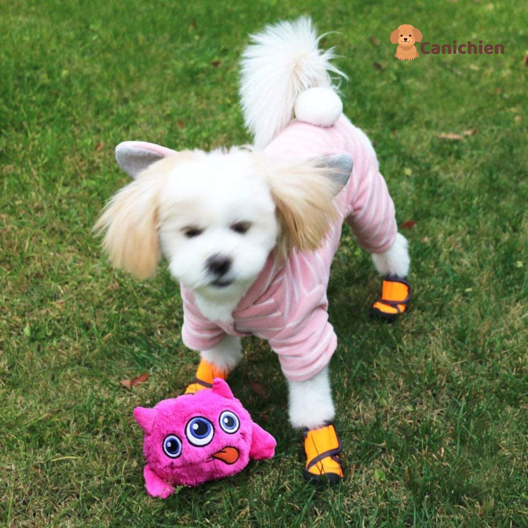 La peluche pour chien | l'équipe ZoomZiggy™
