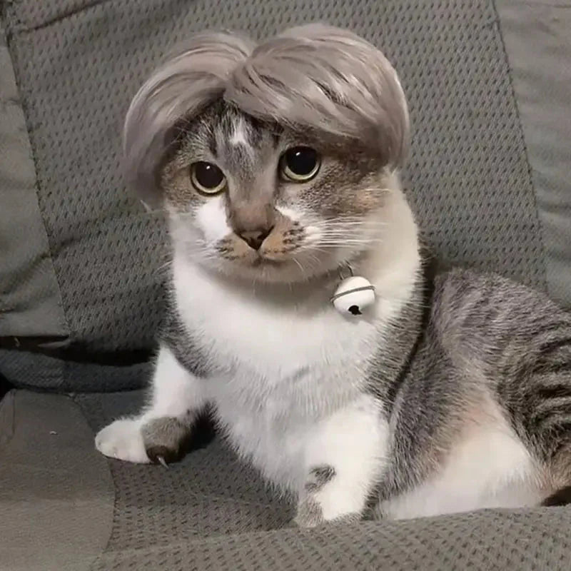 Perruque Chat Grise