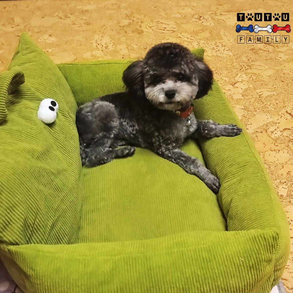 Petit-canape-pour-chien-confortable-respirant-un-caniche-couché-confortablement-dans-le-canapé-pour-petit-chien