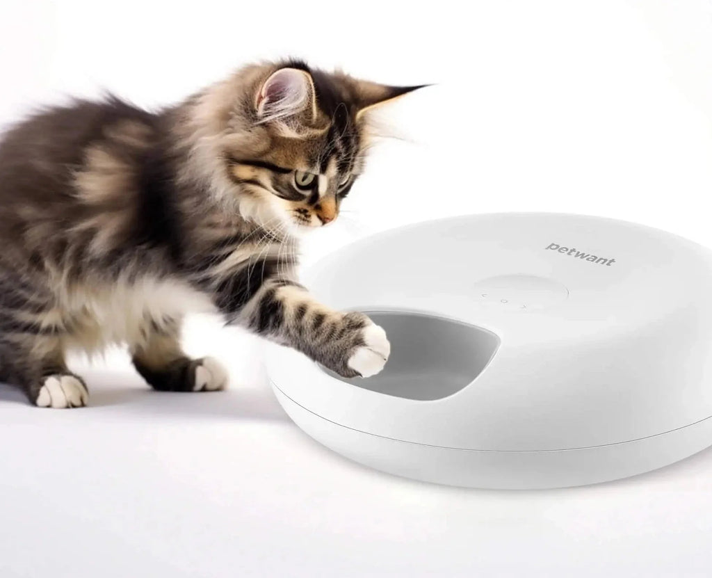 Distributeur Automatique Et Connecté De Nourriture Pour Chat