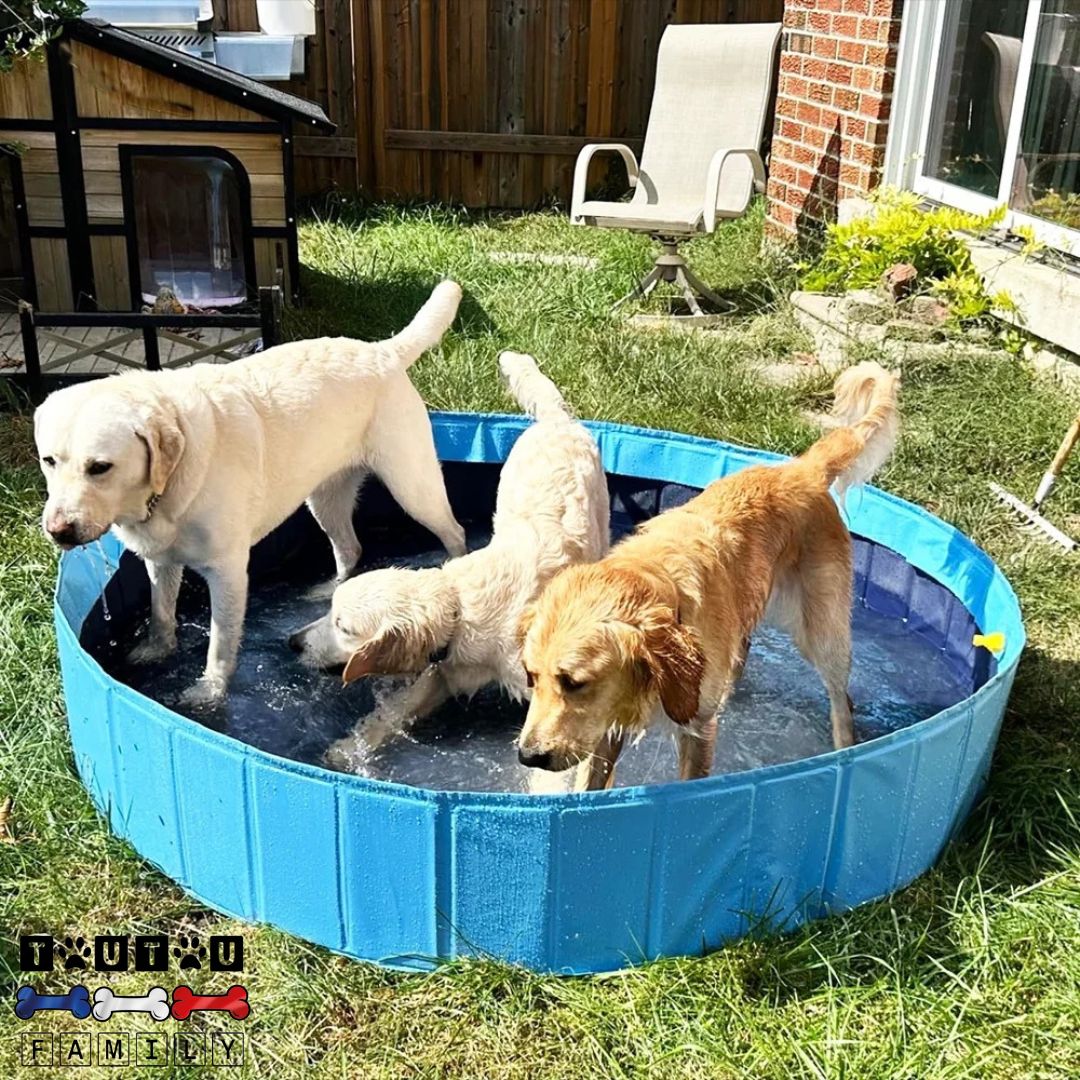 Piscine pour chien - NageToutou™