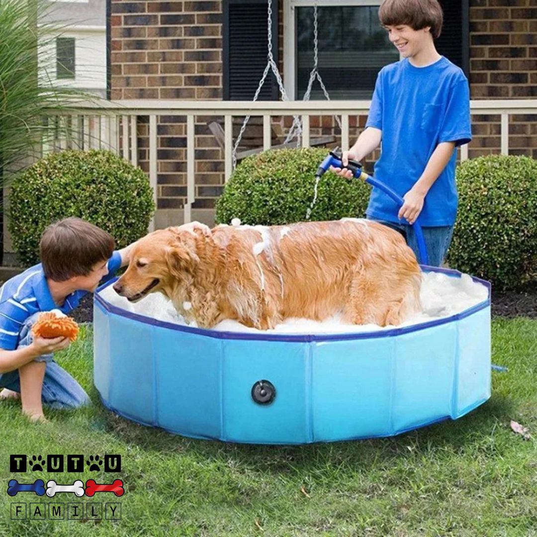 Piscine pour chien - NageToutou™