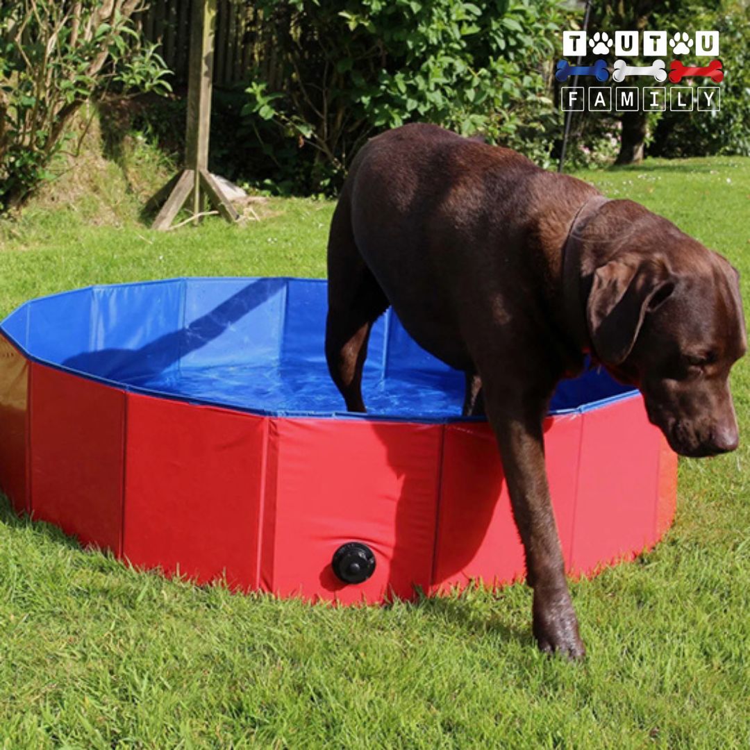 Piscine pour chien xxl - GrandToutou™