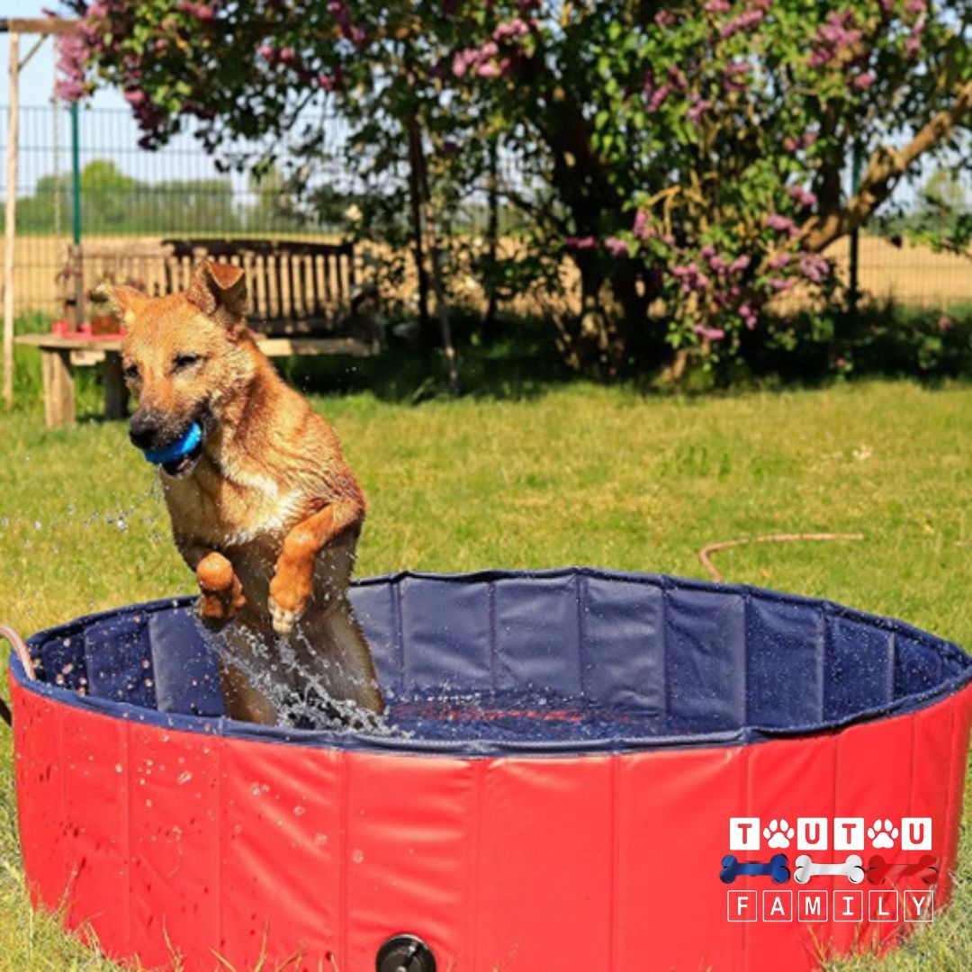 Piscine pour chien xxl - GrandToutou™