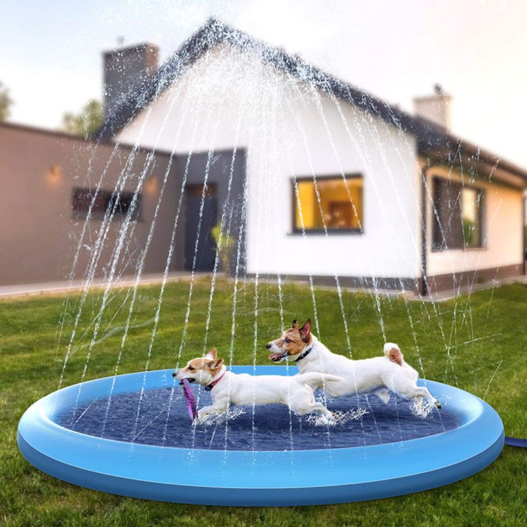 Piscine pour chien avec jet d'eau | SplashDog™