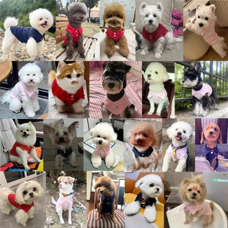 Polo pour Chien Luxe