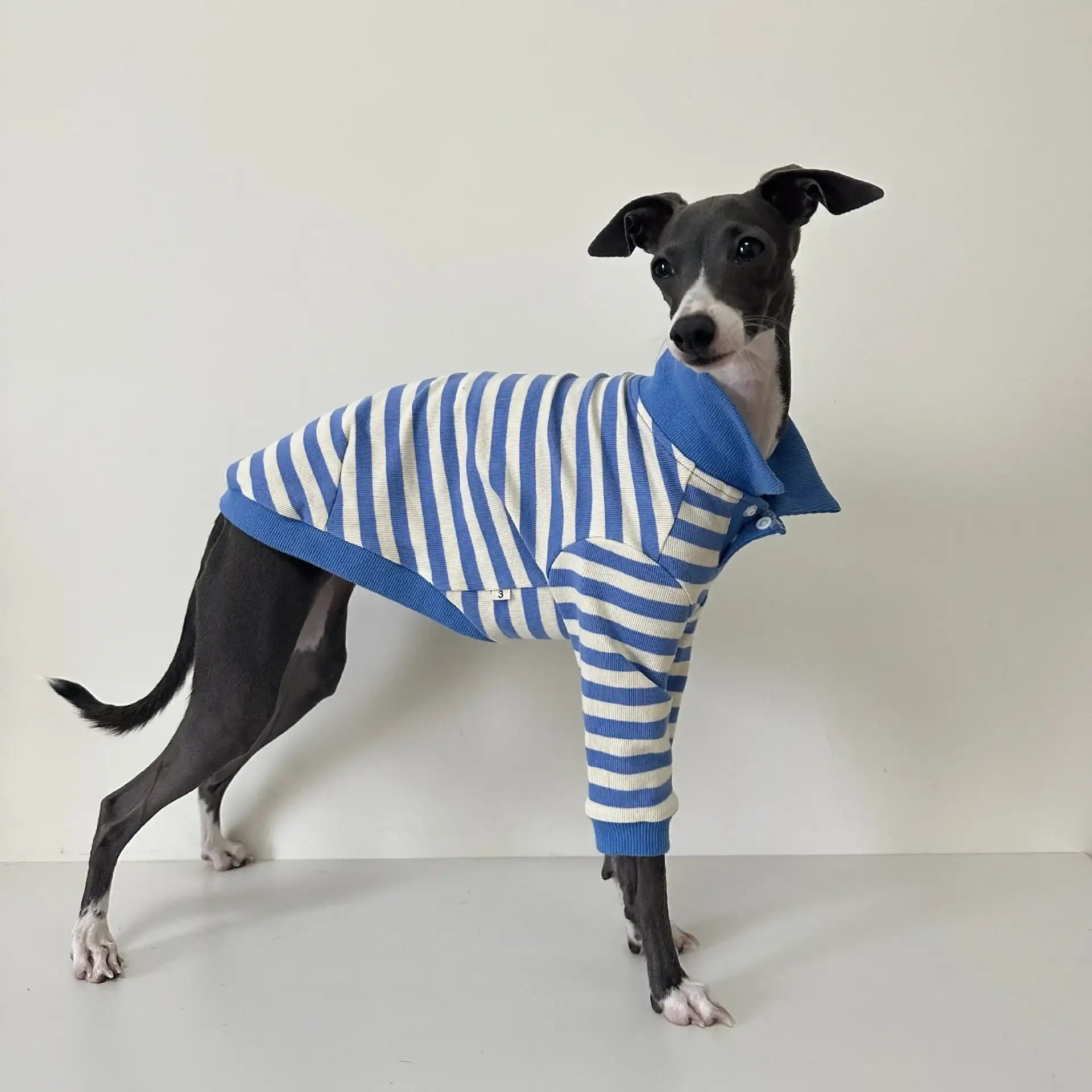 Polo En Coton Rayé Pour Lévrier Italien Et Whippet