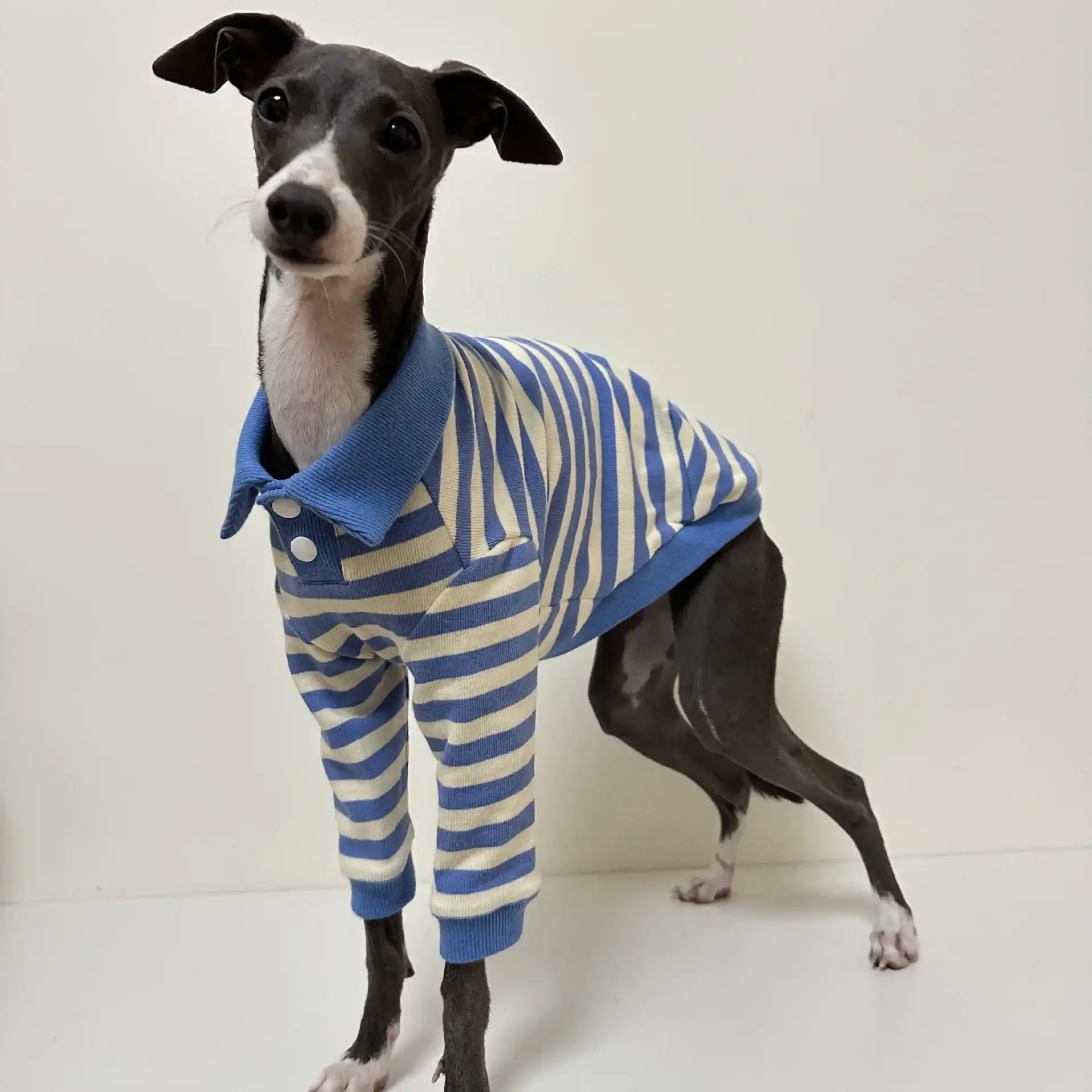 Polo En Coton Rayé Pour Lévrier Italien Et Whippet