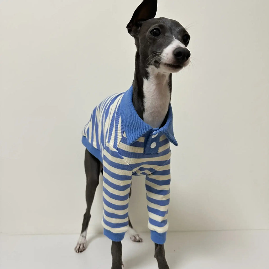 Polo En Coton Rayé Pour Lévrier Italien Et Whippet