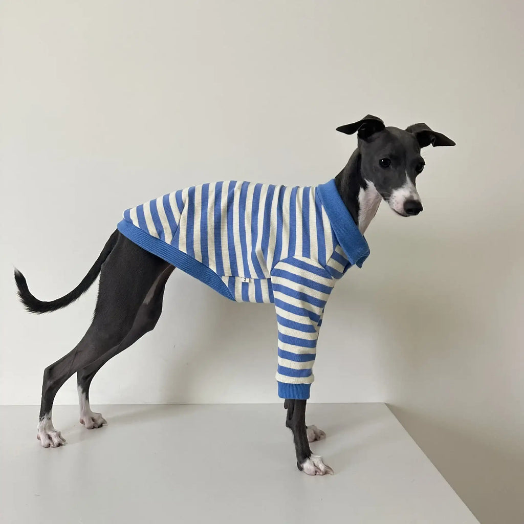 Polo En Coton Rayé Pour Lévrier Italien Et Whippet