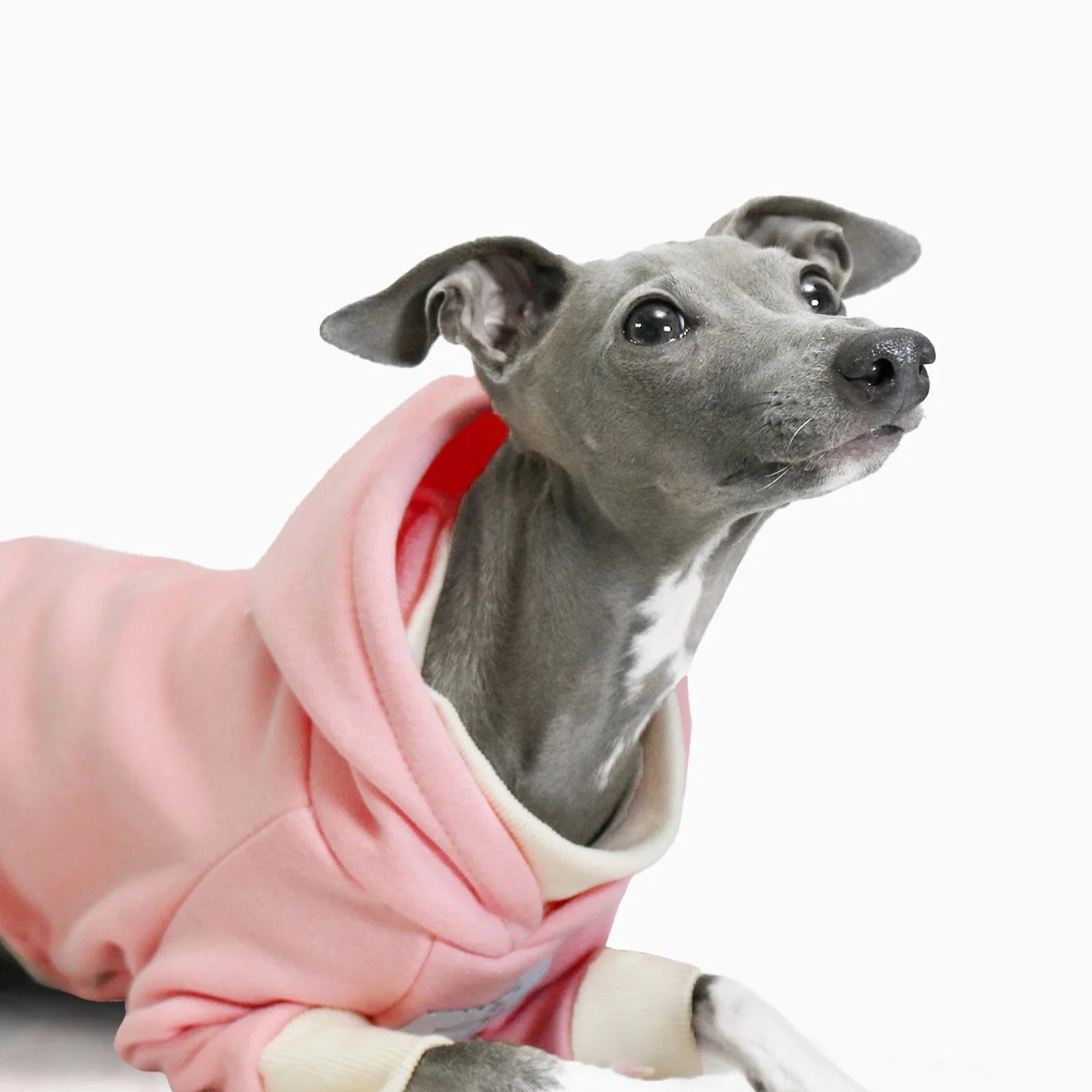 Sweat A Capuche Doux Pour Lévrier Et Whippet