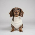 Pull col roulé pour teckel en blanc avec tissu doux, parfait pour garder votre chien au chaud