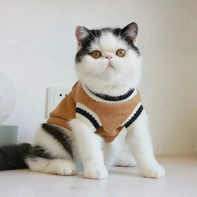 Pull College School pour Chat